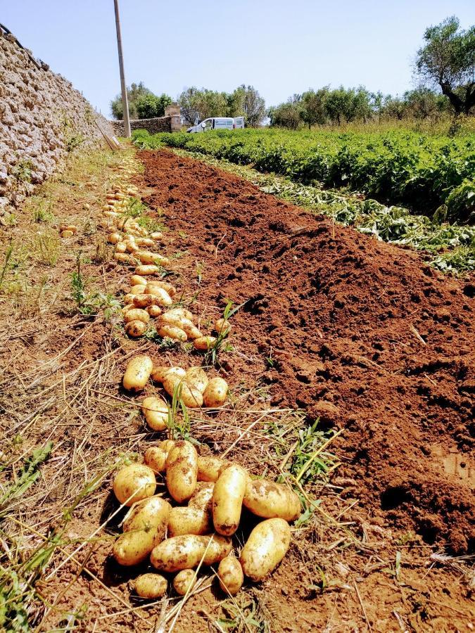 Masseria Cataldo Corigliano dʼOtranto Eksteriør bilde